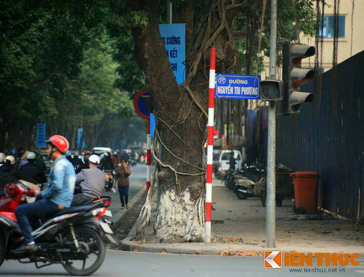 Đa bóp cổ đang phát triển trên một thân cây xà cừ ở ngã tư Phan Đình Phùng - Nguyễn Tri Phương.