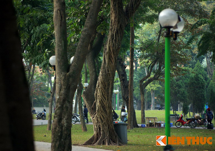 Quá trình "bóp cổ" này kéo dài sẽ dẫn đến cái chết của thân cây chủ.