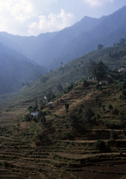 Ruộng bậc thang ở Loharket, Kumaon, Nepal.