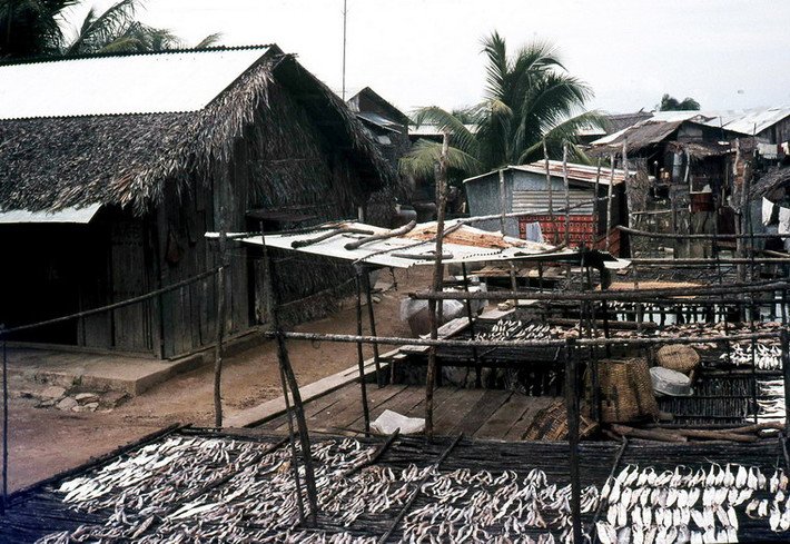 Những giàn cá khô.
