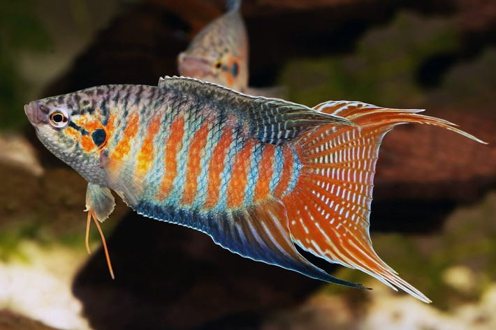 Cá cờ còn được gọi là cá săn sắt, cá lia thia, có tên khoa học là Macropodus opercularis, là loài cá rất quen thuộc ở khu vực nông thôn khắp ba miền Việt Nam. Ảnh: Aquadiction.