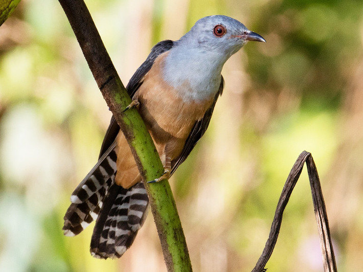 Tìm vịt (Cacomantis merulinus) dài 22-24 cm, là loài định cư tương đối phổ biến trong cả nước. Sinh cảnh của loài chim này là rừng thứ sinh, rừng cây gỗ nơi trống trải, cây bụi, trảng cỏ, nơi canh tác, thành thị, công viên, vườn.