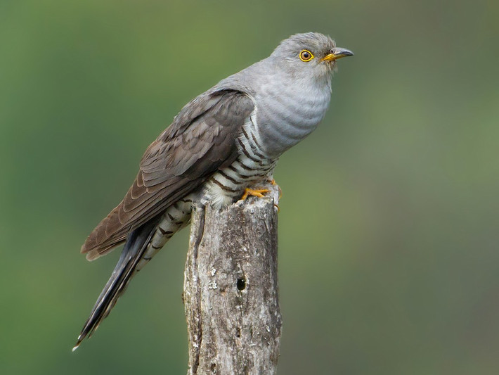 Cu cu phương Đông (Cuculus saturatus) dài 29-30 cm, là loài di cư sinh sản không phổ biến tại Tây Bắc, di cư không phổ biến qua Đông Bắc và Nam Trung Bộ. Chúng sống ở rừng lá rộng thường xanh nơi trống trải, cây gỗ trong thành phố, rừng thứ sinh, ghi nhận ở độ cao 800-2.050 mét.