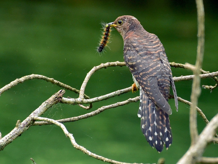 Cu cu nhỏ (Cuculus poliocephalus) dài 26-27 cm, là loài định cư không phổ biến tại Trung và Nam Bộ, di cư sinh sản tại Tây Bắc, Đông Bắc. Sinh cảnh của chúng là rừng lá rộng thường xanh, rừng thứ sinh, rừng rụng lá, cây bụi trong mùa di cư, thường ghi nhận ở độ cao 900-2.300 mét.