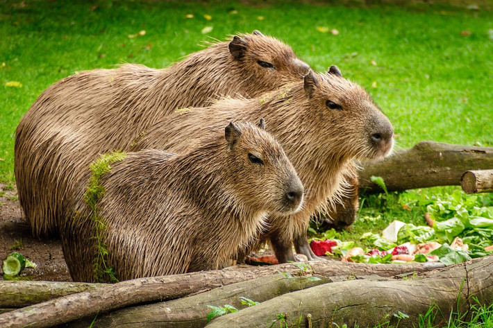 Chuột lang nước hay capybara (Hydrochoerus hydrochaeris) dài 1-1,3 mét, phân bố rộng ở phía Đông lục địa Nam Mỹ. Loài gặm nhất lớn nhất quả đất này này cư ngụ ở các trảng cỏ và rừng lá rậm, gần nguồn nước. Là loài có tập tính xã hội cao, chúng thường tập hợp thành nhóm hàng chục cá thể.