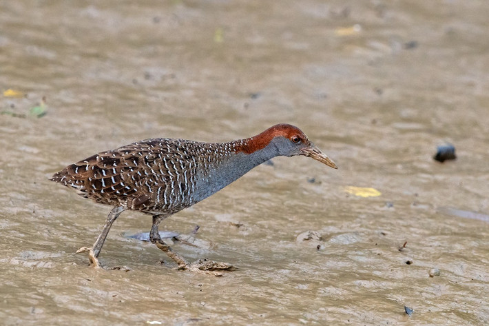 Gà nước vằn (Gallirallus striatus) dài 26-31 cm, là loài định cư tương đối phổ biến trong cả nước (trừ Nam Trung Bộ), di cư qua Đông Bắc và Bắc Trung Bộ. Chúng sống ở đầm lầy, rừng ngập mặn, đồng lúa nước, nơi canh tác, trồng trọt gần nước, thỉnh thoảng ghi nhận tại các sinh cảnh trống trải và khô.
