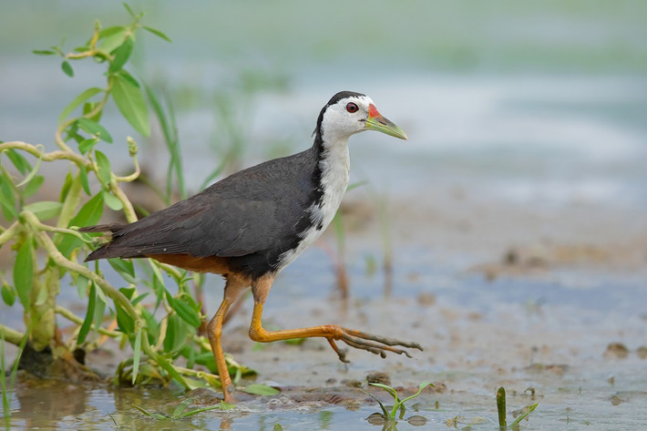 Cuốc ngực trắng (Amaurornis phoenicurus) dài 28-36 cm, là loài định cư, phổ biến, ghi nhận trong cả nước. SInh cảnh của chúng là đất ngập nước, ao hồ, sông suối bên trong rừng trồng trải, rừng ngập mặn.