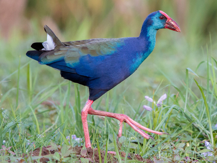 Xít (Porphyrio indicus) dài 28-29 cm, là loài định cư hiếm đến tương đối phổ biến trong cả nước (trừ Tây Bắc). Sinh cảnh của loài này là hồ và đầm lầy.