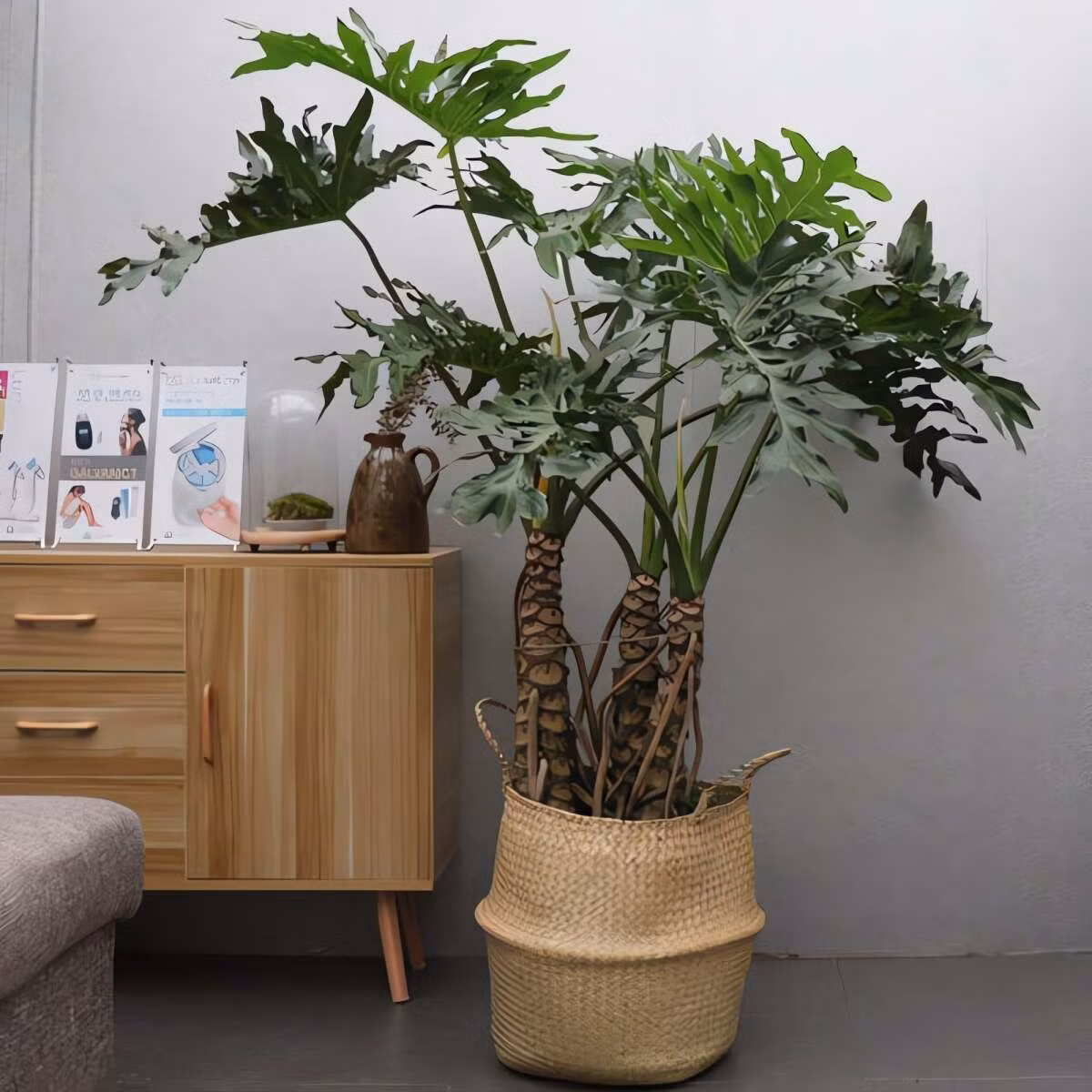 Người xưa dặn: Phòng khách có trầu bà thanh xuân, công việc hanh thông, gia đình hòa thuận