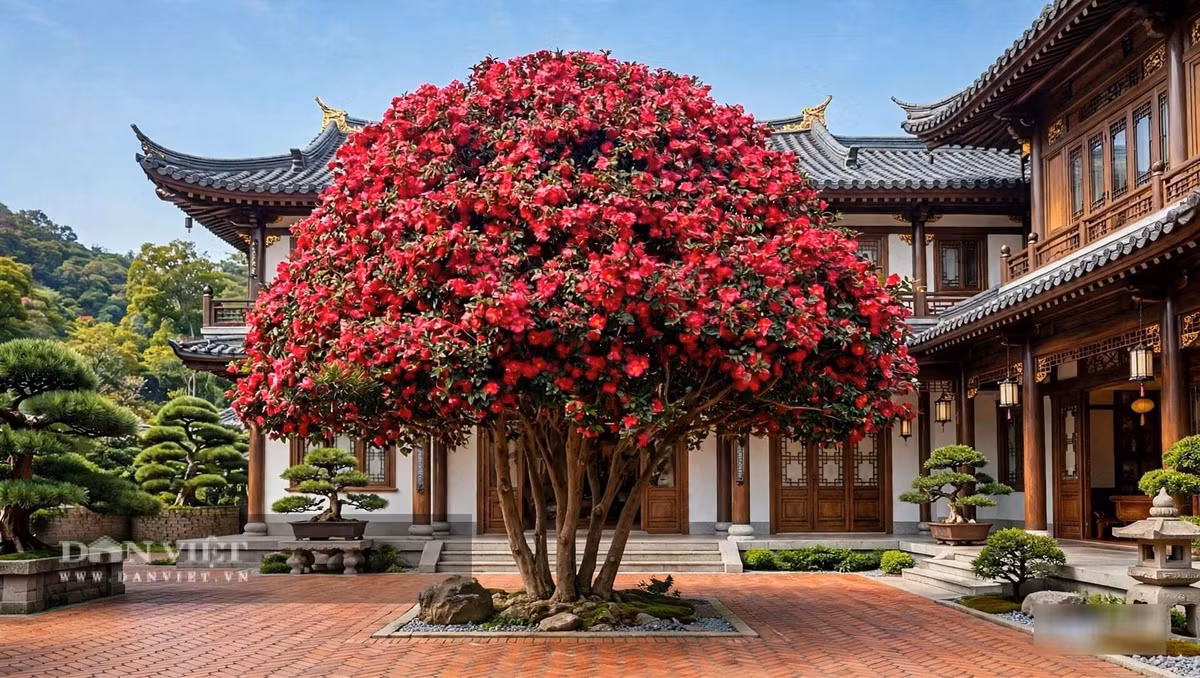 Cây cảnh không kích thích