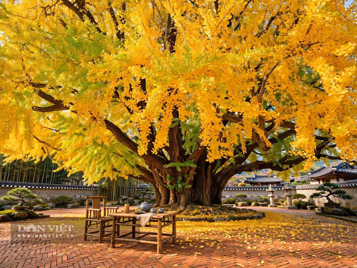 Gallery - Cây cảnh trấn trạch người giàu coi trọng, vàng rơi trong sân, lộc vào tới cửa - image 6