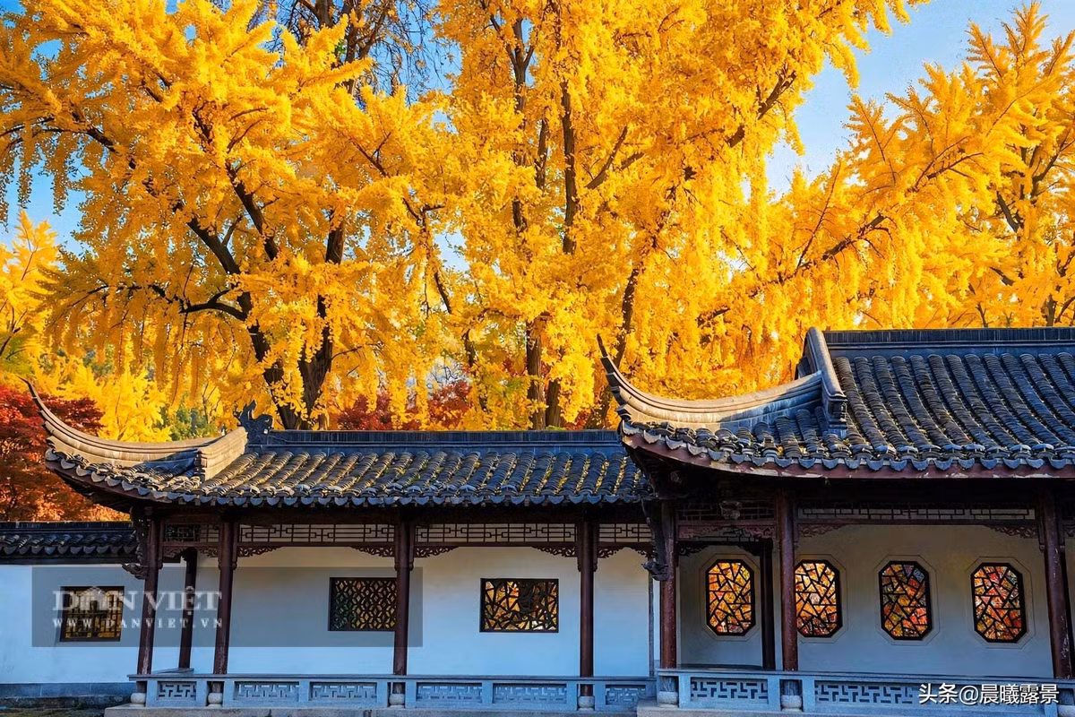 Gallery - Cây cảnh trấn trạch người giàu coi trọng, vàng rơi trong sân, lộc vào tới cửa - image 7