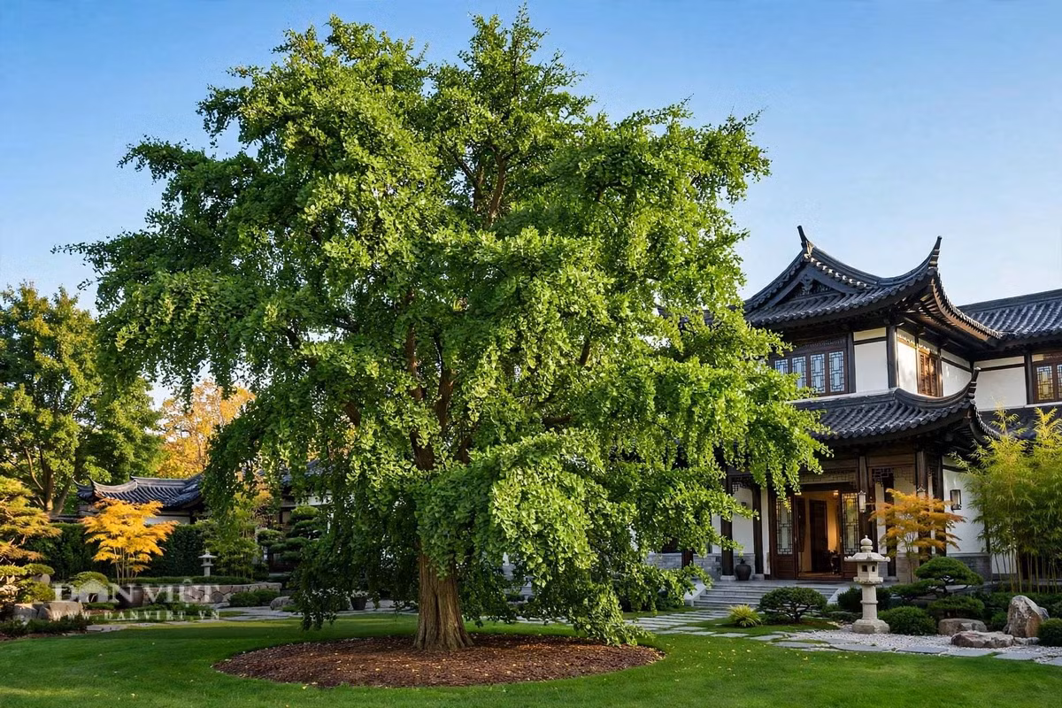 Gallery - Cây cảnh trấn trạch người giàu coi trọng, vàng rơi trong sân, lộc vào tới cửa - image 8