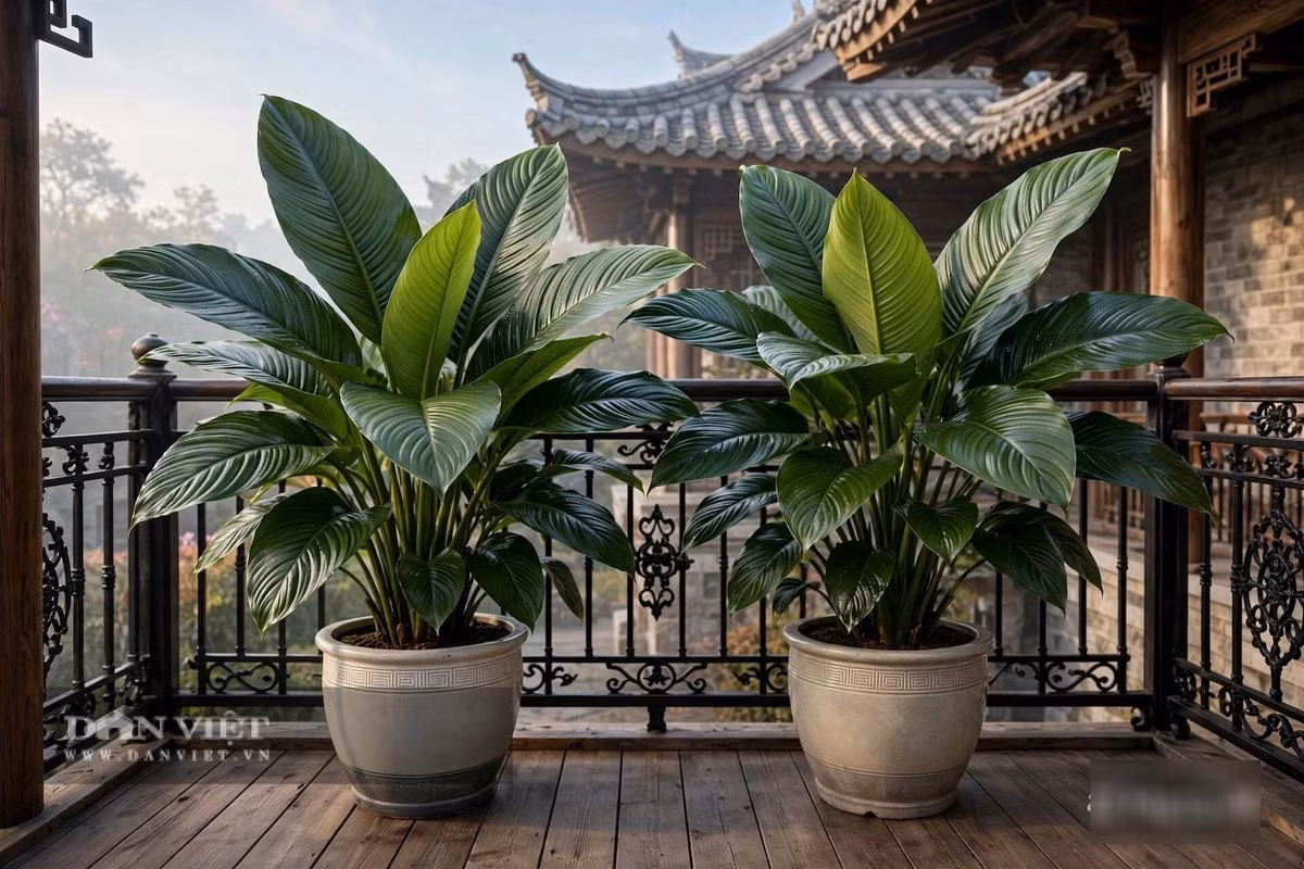 Cây cảnh có ý nghĩa mang lại sự giàu có và kho báu