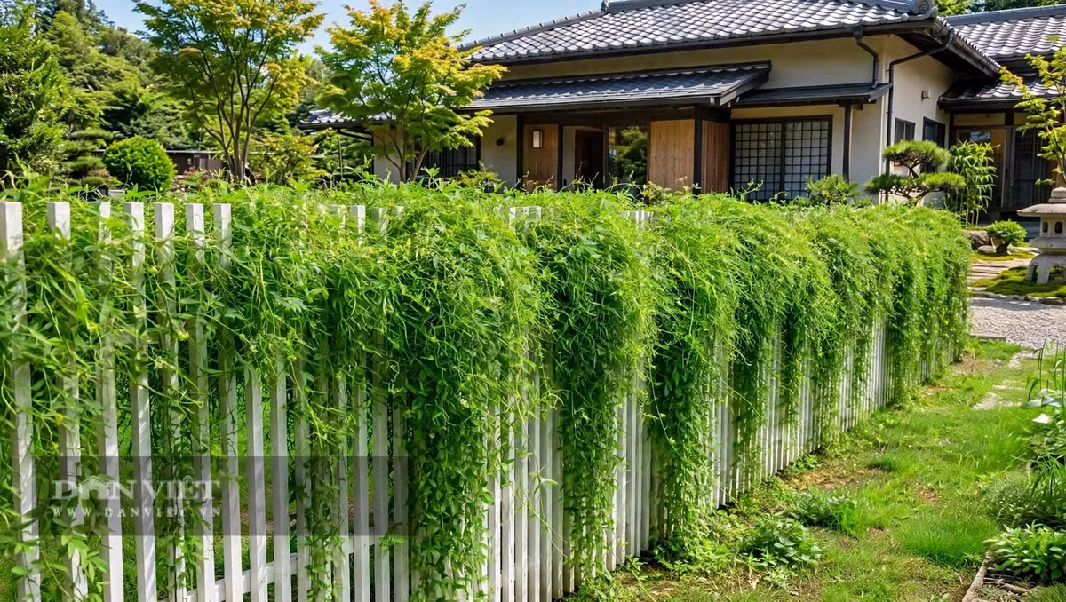 Chính vì thế, hành leo là biểu tượng của tuổi trẻ