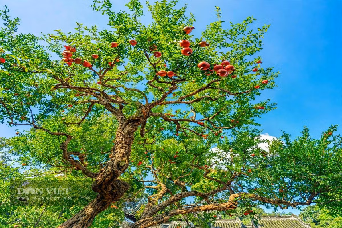 Cây cảnh hội tụ đủ những điều mà bất cứ gia chủ nào cũng khao khát.