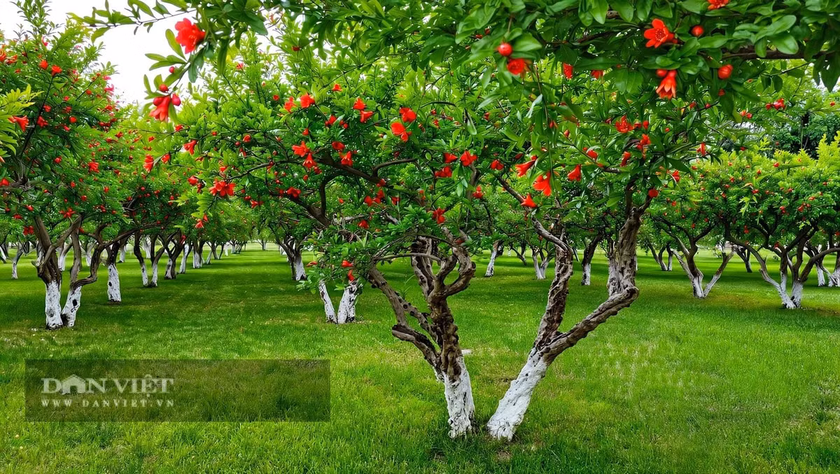 Cây cảnh đứng đó, nhìn một đứa trẻ sinh ra, lớn lên...
