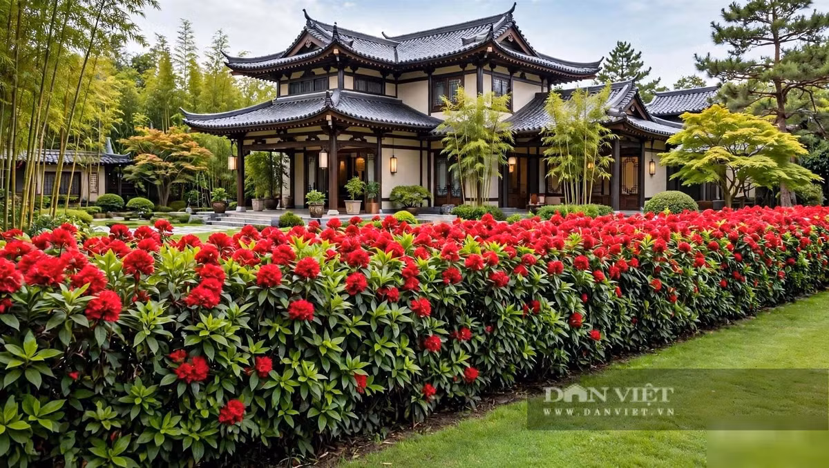 Đó chính là đạo lý thâm sâu nhất của việc chơi cây cảnh phong thủy.