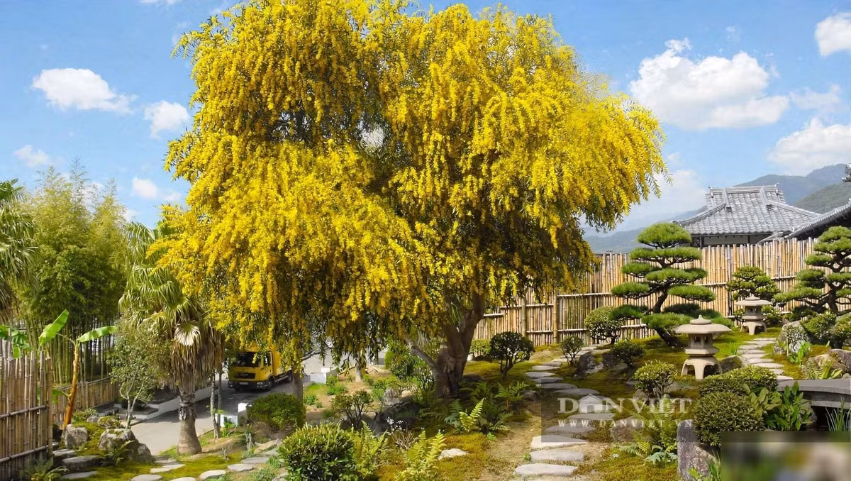 Mimosa là cây cảnh tụ tài, giữ ấm dương khí