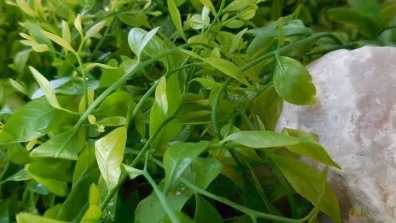 Loại rau mang hương vị của núi rừng.