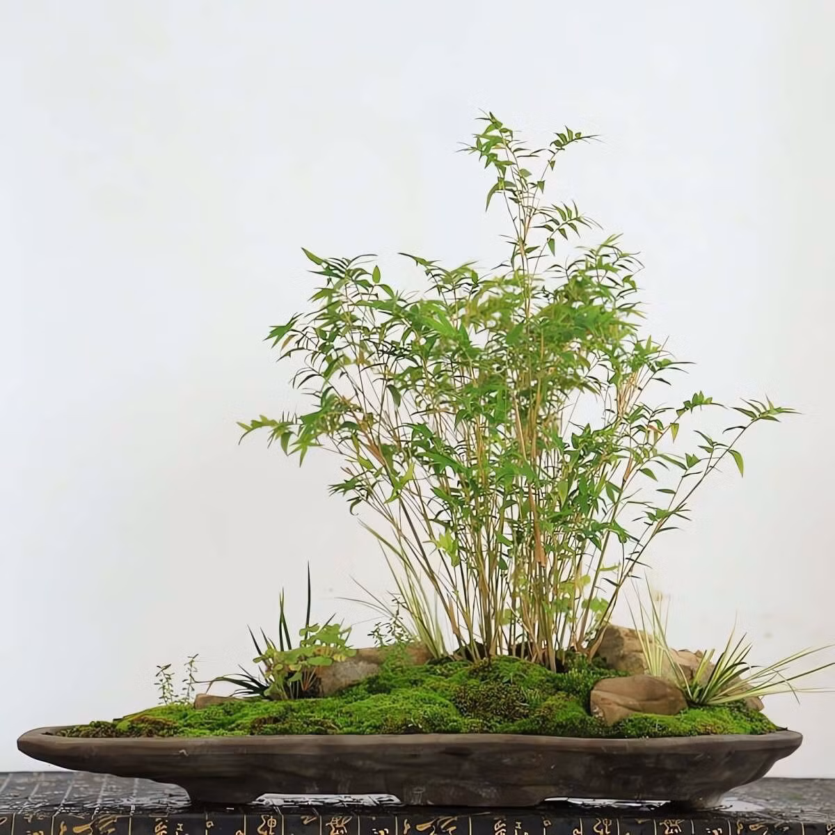 Toàn bộ cây cảnh trông giống như một lùm tre sâu trong núi