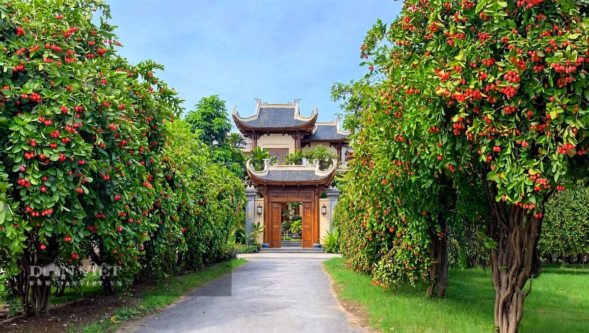 Trồng cây cảnh, ta học cách chờ đợi một nụ hoa hé nở,