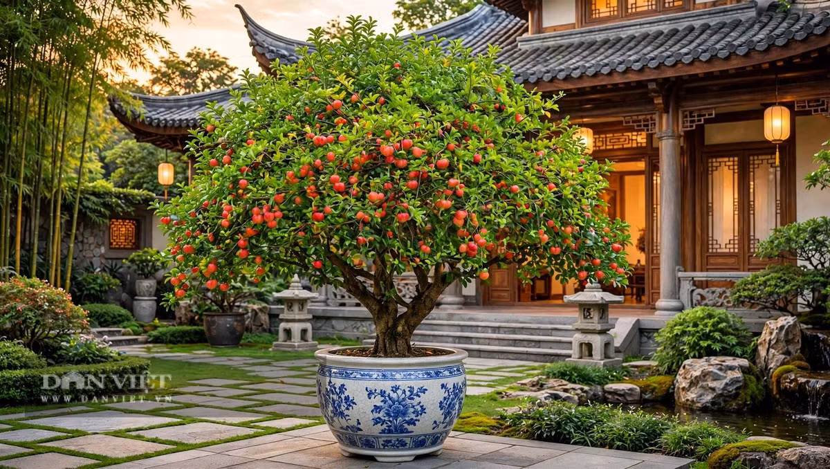 Nhìn cây cảnh sơ ri ra quả, ta học được bài học của sự sống