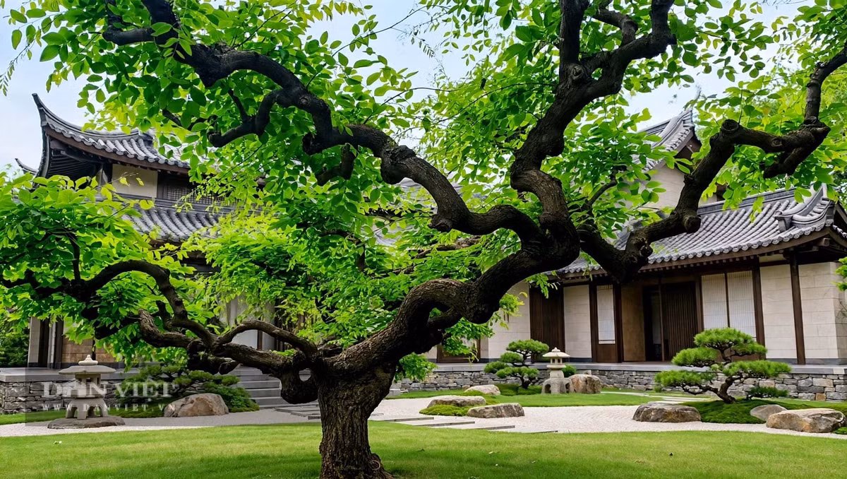 Cây cảnh hòe thuộc hành Mộc