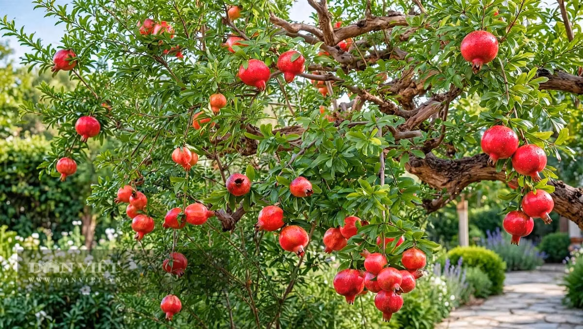 Trồng cây cảnh này cũng nhàn.