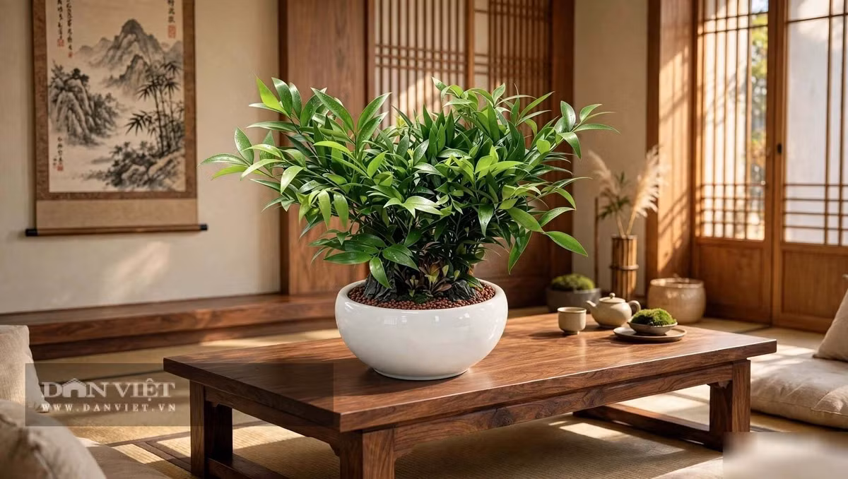 Với người mệnh Mộc và mệnh Thủy, cây cảnh kim giao đặc biệt tương hợp.
