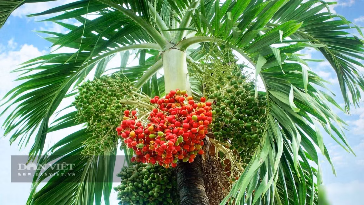 Đó là dấu hiệu của một năm làm ăn sung túc