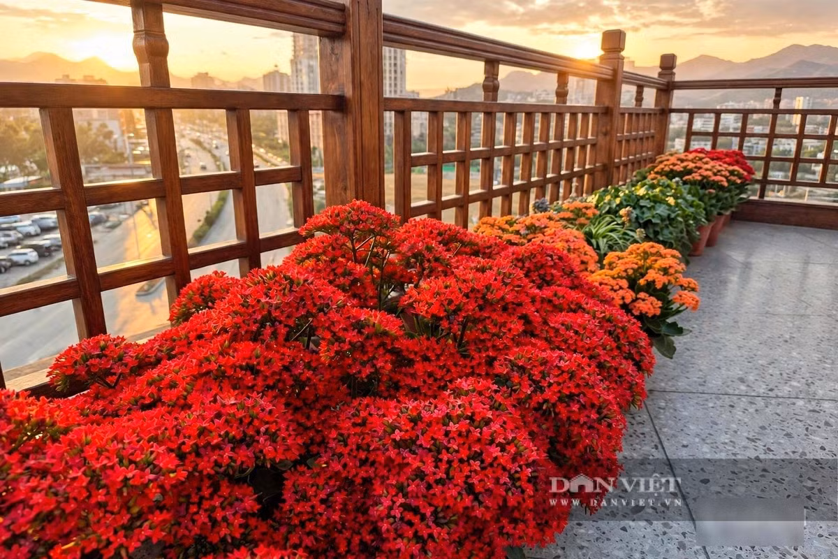 Cây cảnh sống đời mang ý nghĩa của sự trường thọ