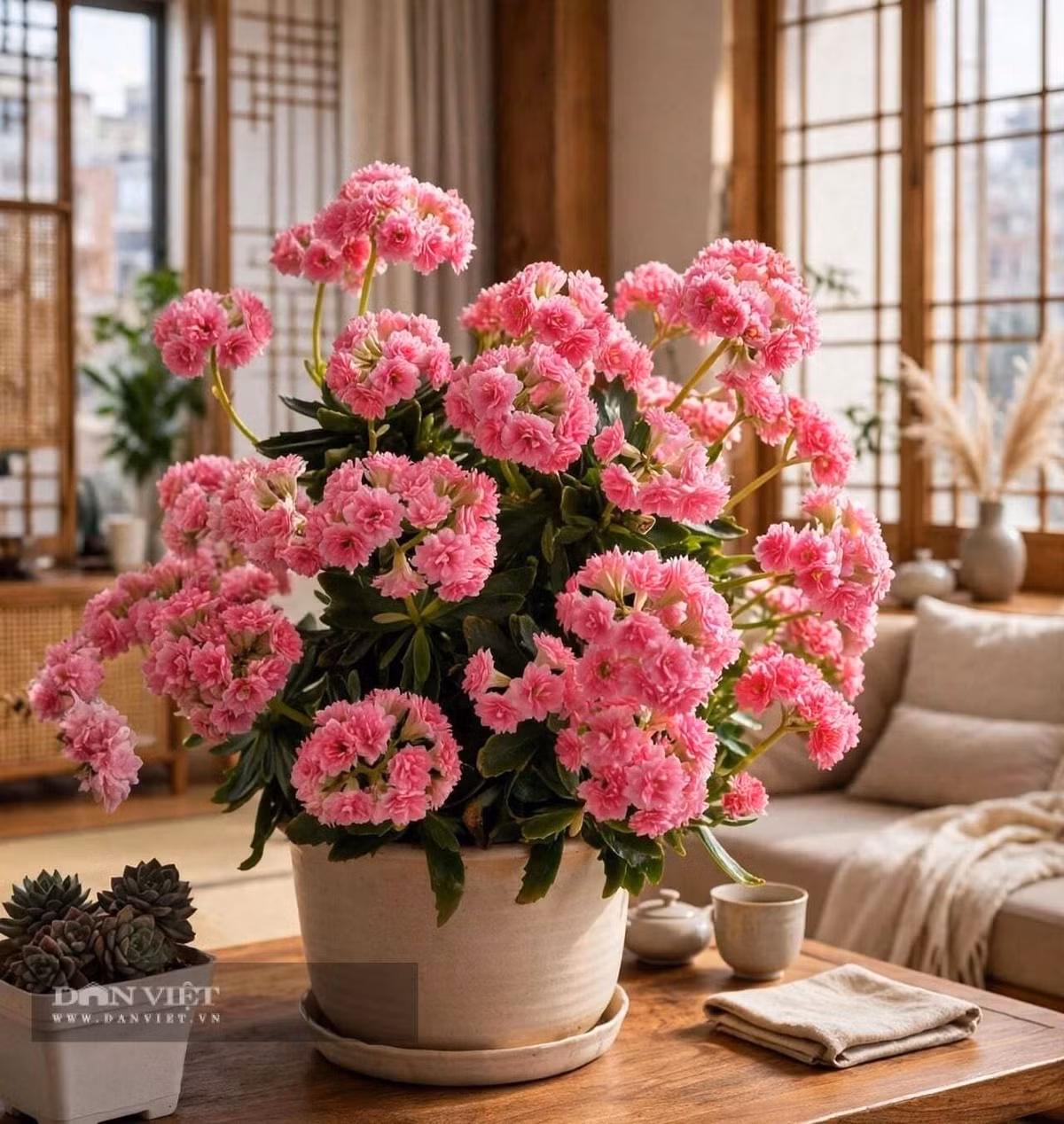 Cây cảnh sống đời là loài mọng nước