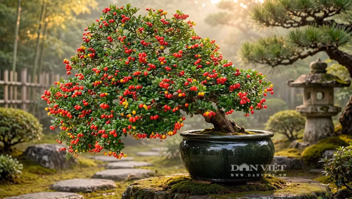 Chính nghịch cảnh đó đã tạo nên cốt cách của cây cảnh này.