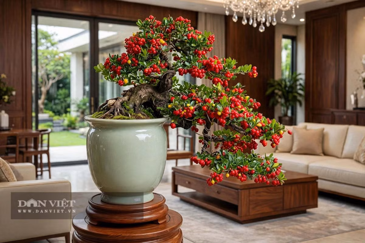 Cây cảnh hải châu được mệnh danh là "Hòn ngọc Viễn Đông"