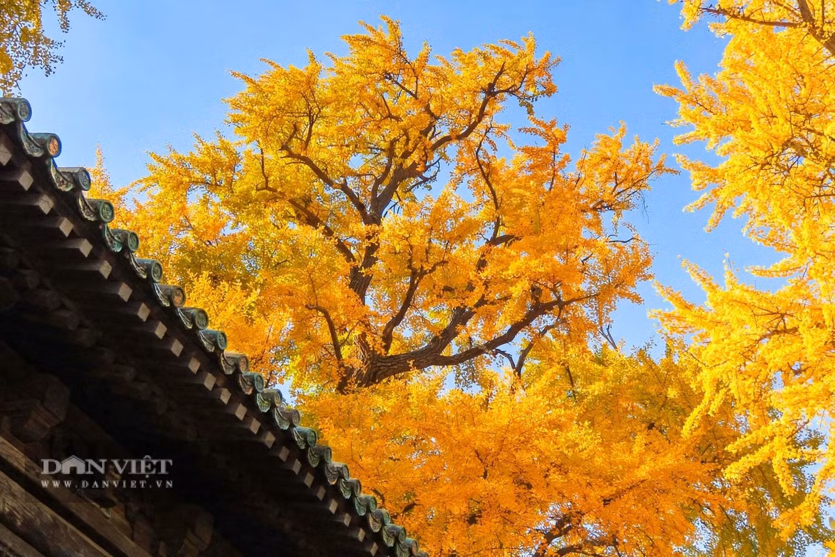 Gallery - Cây cảnh trấn trạch người giàu coi trọng, vàng rơi trong sân, lộc vào tới cửa - image 10