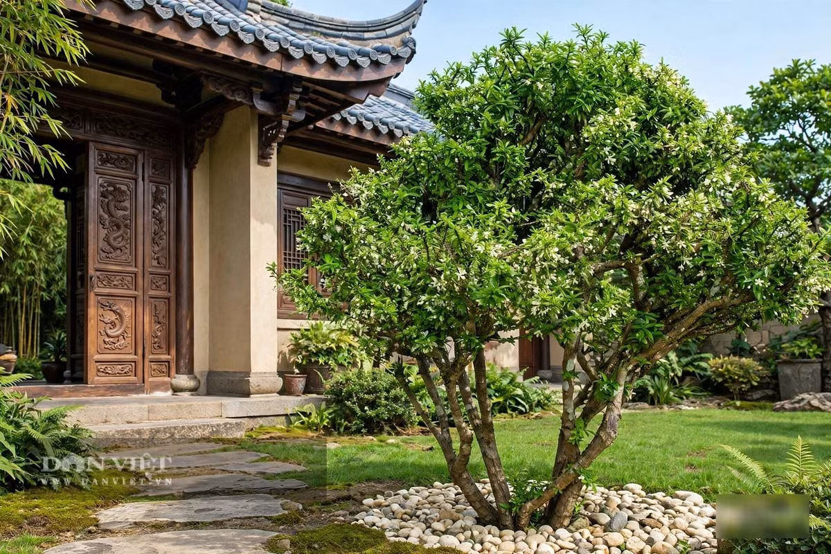 Đó là mùi hương của sự an nhiên.