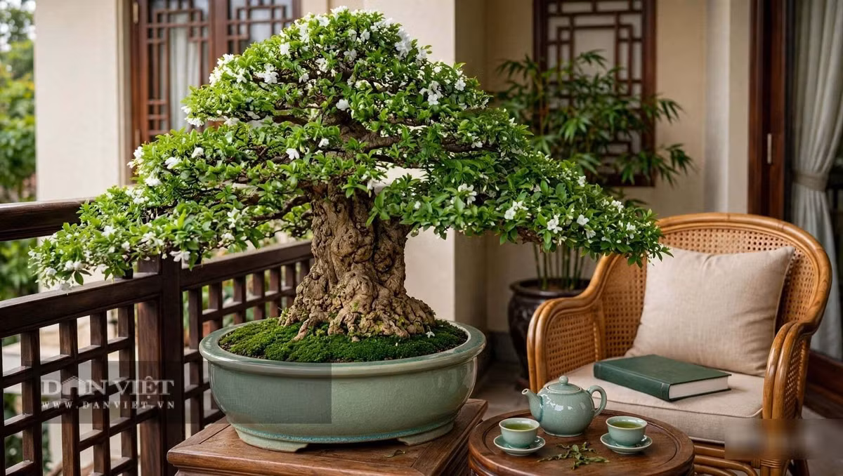 Cây cảnh mang năng lượng của sự may mắn