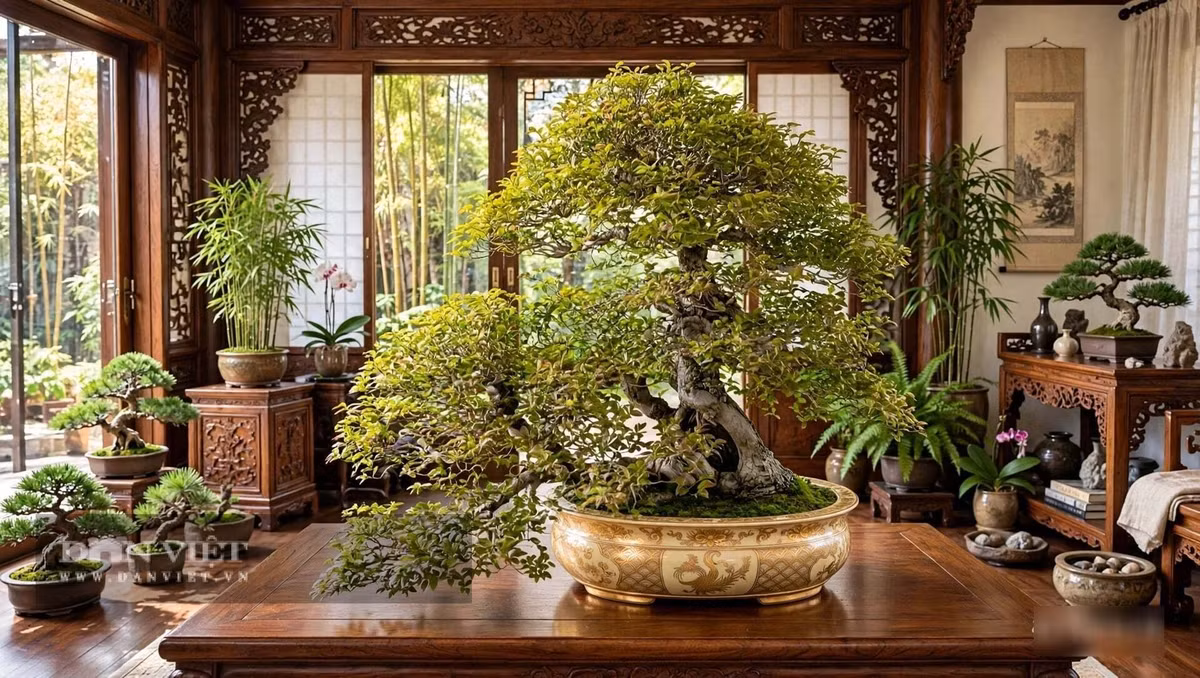 Nhưng là cây cảnh bonsai lại rất cổ kính, nhỏ xinh