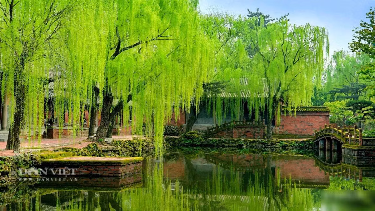 Người xưa cho rằng, khoảng sân trước nhà được gọi là Minh Đường - nơi tụ ánh sáng, tụ gió lành.