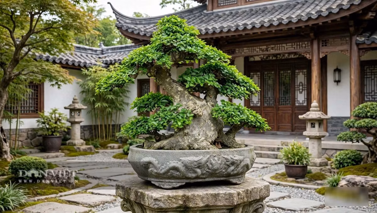 Cây cảnh bonsai đậm màu thời gian