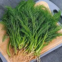 Rau thì là có nhiều tác dụng. Ảnh: Phương Anh