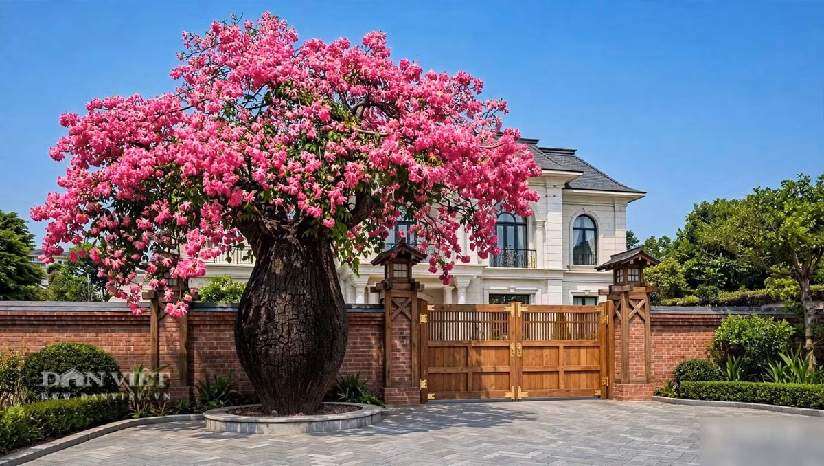Cây cảnh là biểu tượng của sự vươn lên và kiên cường: