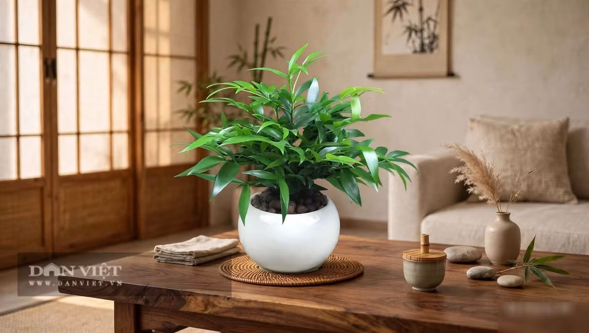 Cây cảnh kim giao là cây của chính trực và bình an
