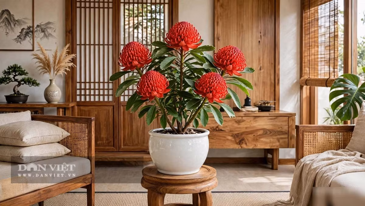 Hoa vương đài chủ yếu được nhập về, trở thành loài hoa cắm cành đắt đỏ