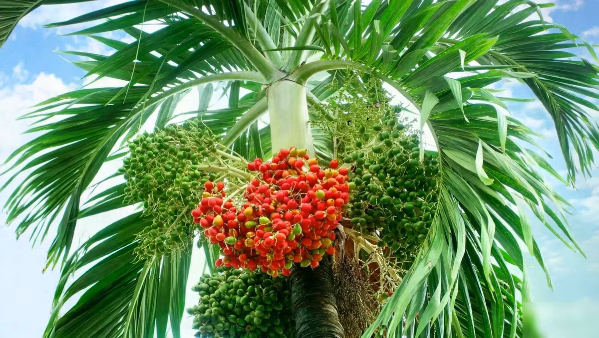 Đó không chỉ là một cái cây cảnh, đó là một lời chúc phúc