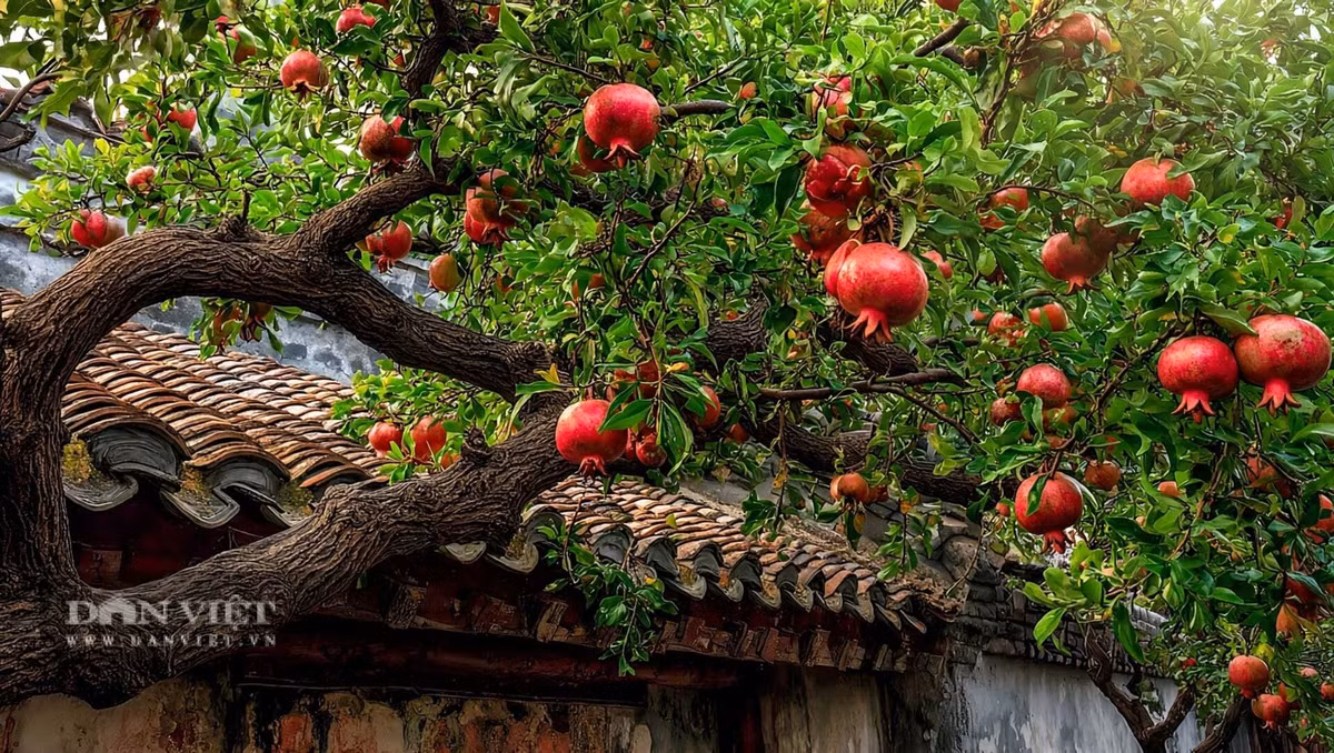 Quả lựu trăm hạt là biểu tượng cổ xưa