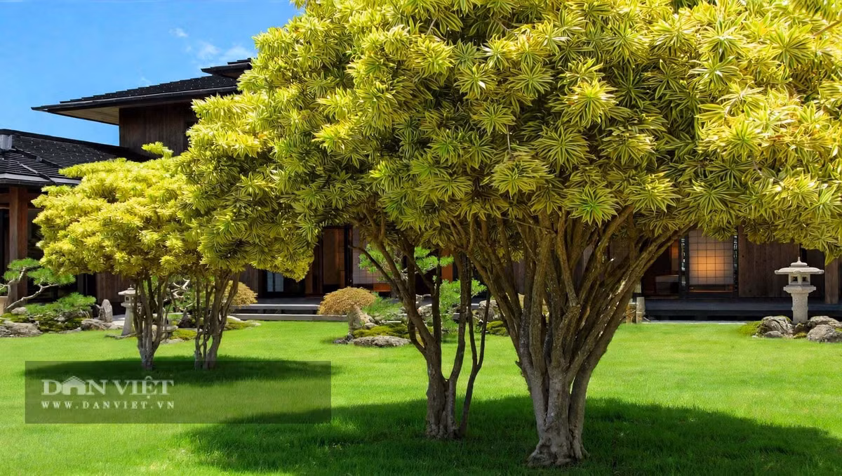 Cây cảnh trúc bách hợp, tên khoa học Dracaena reflexa