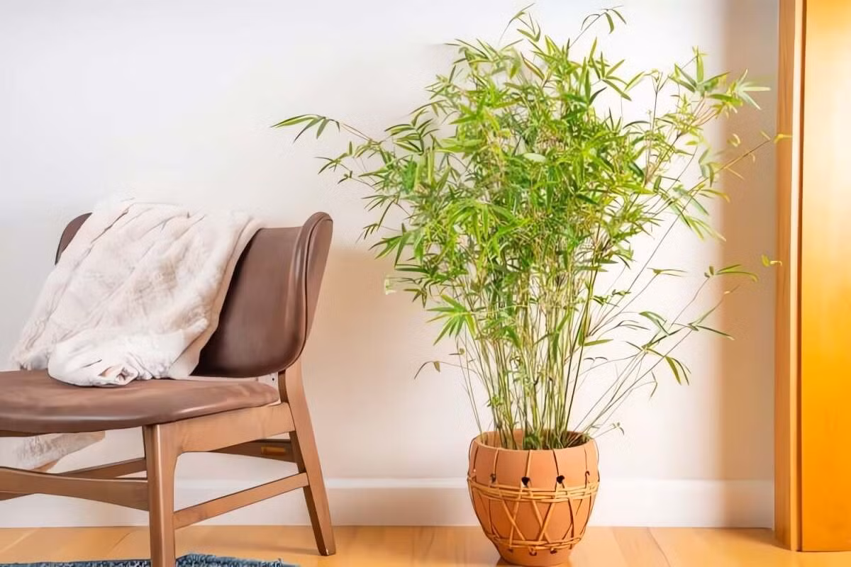 Chăm sóc cây cảnh này không phức tạp.