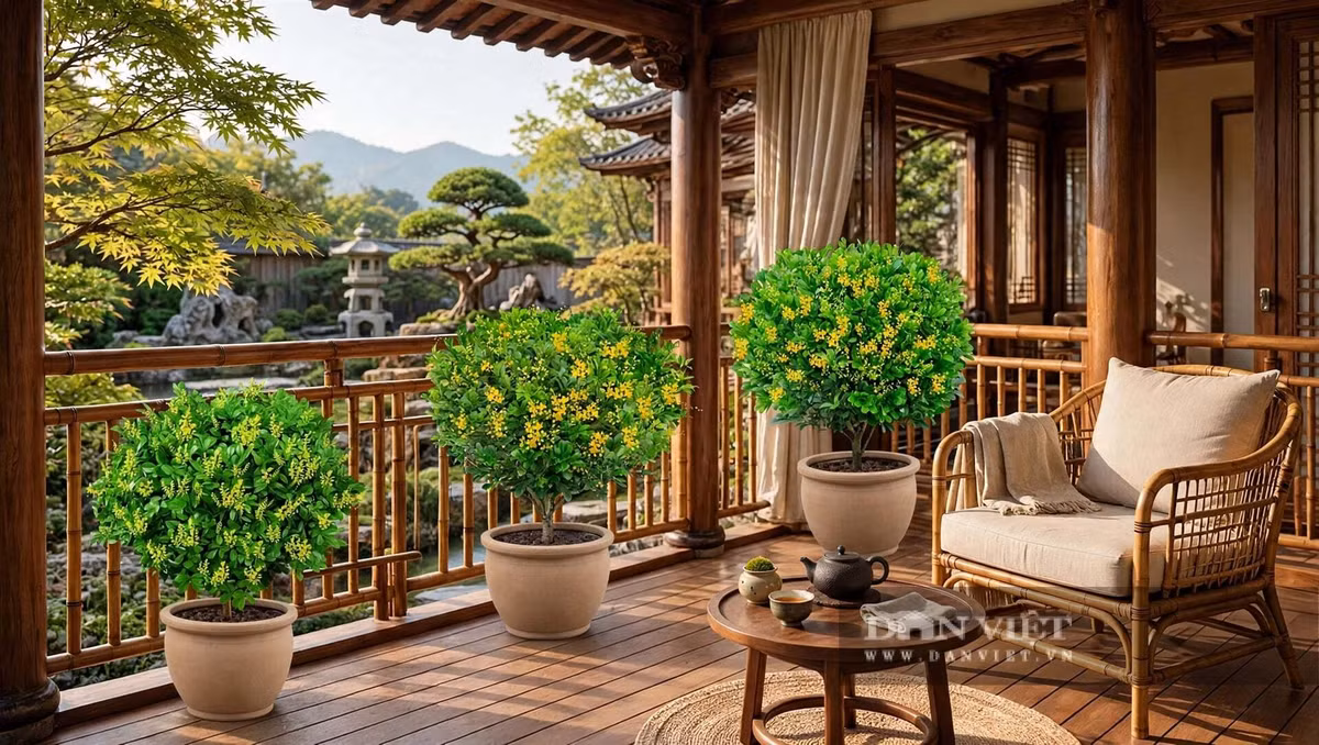 Hoa ngâu khô là một vị trà quý của người xưa.